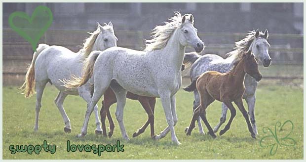 -*- Sweety Lovaspark -*- Dream Horses <33